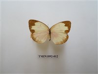 藏品(亮色黃蝶)的圖片